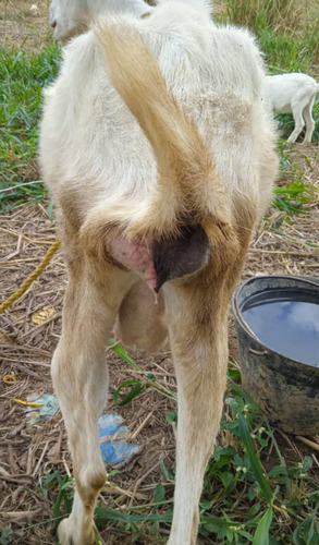 Cabras Lecheras De Buena Genética