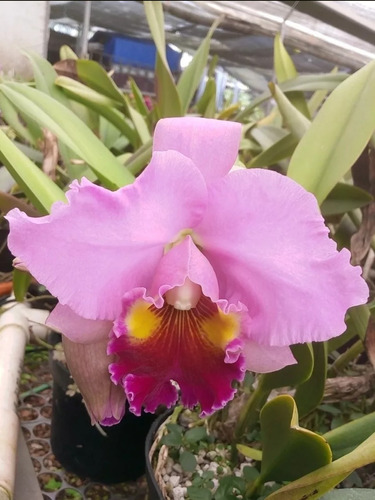 Orquídea Cattleya Y Dendrobium Con Envío Dhl 