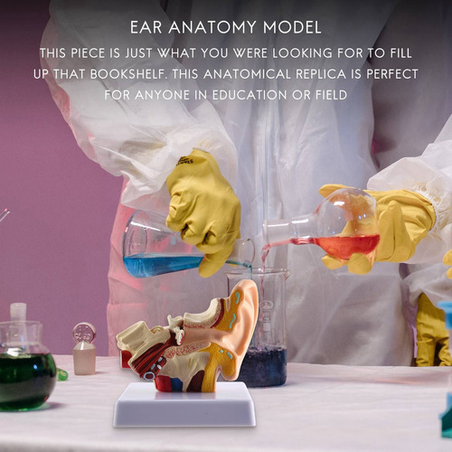 Modelo De Anatomía Del Oído Humano Queenly-1.5x - Escritorio