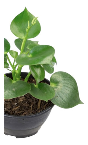 1 Planta Peperomia Polybotria Raindrop Gota De Chuva Pote 19