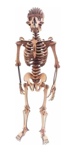 Quebra-cabeça 3d - Esqueleto Humano - 115 Peças - Pasiani