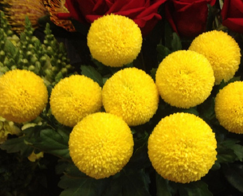 50 Semillas De Crisantemo Pompos Amarillos+instructivo 