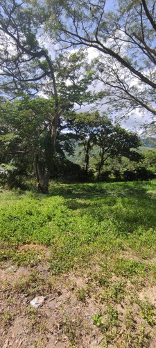 Imagen 6 de 12 de Finca En Venta Mina De Arena El Cambur. Estado Carabobo