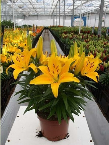 Imagen 4 de 10 de Bulbos De Lilium X1 Bulbo Asiático/oriental Alto/enano Impor