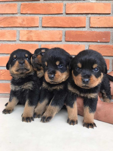 Filhote De Rottweiler Cabeça De Touro