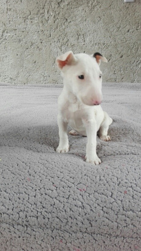 Cachorrita Bullterrie Ingles