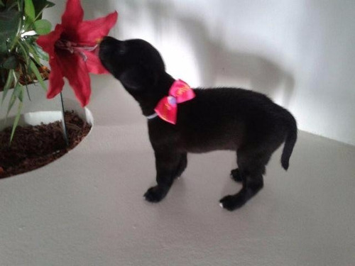 Filhote De Labrador Com Ótima Linhagem, Parcelo No Cartão!!