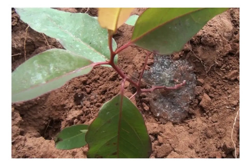 foto de Gel Hidrogel Agrícola para Plantio de Frutas, 100g
