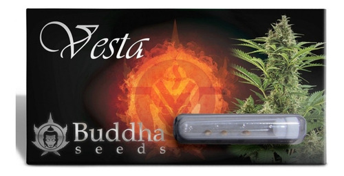 Buddha Vesta Auto X3 Buddha Seeds