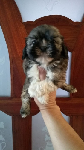 Perros Shitzu Mascotas Rionegro Medellín Bogota Cali