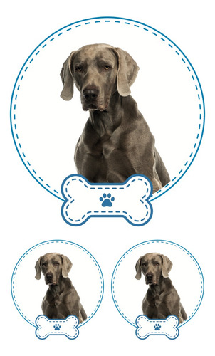 Braco De Weimar Juego De 3 Calcomanias Mascota Favorita Niño