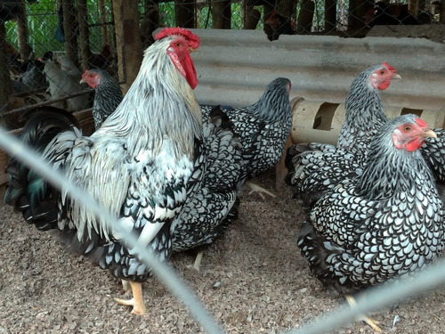 Wyandotte Prata Laceado 12 Ovos Galados-linhagem Importada