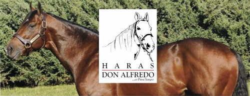 Imagen 6 de 10 de Caballos Vendas Coban El Par $ 450 !! Eeuu ! Ver Fotos Y ..