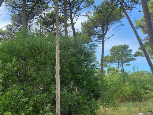 Lote En Venta Zona Alamos- Pinamar (deriva E/ Alamos Y De Las Garzas)