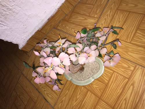 Planta De Flores De Jade Chino