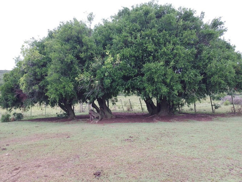 Campo De 153 Hectáreas En Maldonado