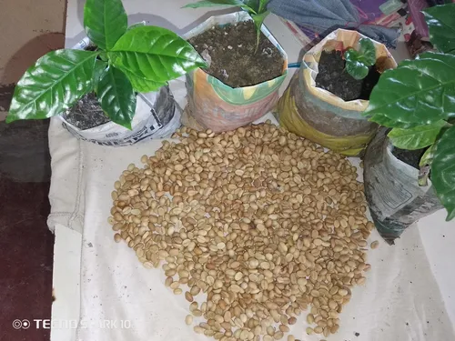 Semillas De Café Caturra