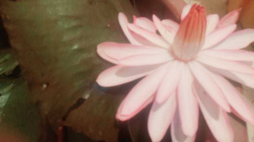 Imagen 3 de 9 de Nenufar