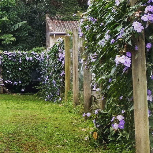 Imagem 4 de 5 de Mudas De Thunbergia Grandiflora Azul - Linda Trepadeira !!!!