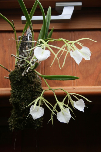 3 Orquideas Con Envio