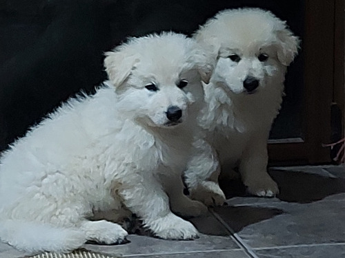 Cachorros Pastor Blanco Suizo 