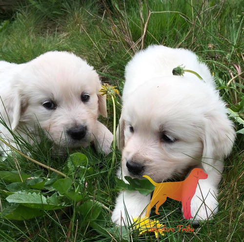 Golden Retriever Hembras Y Machos La Mejor Trayectoria
