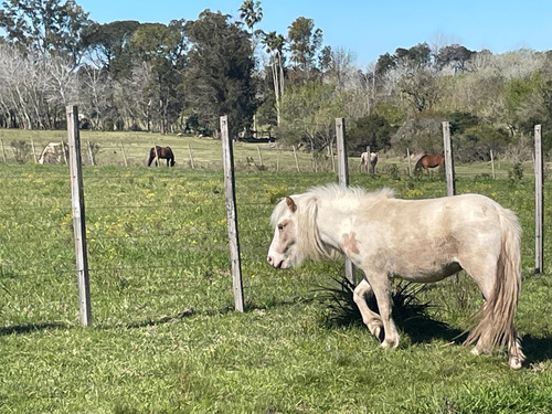 Vendo O Permuto Yegua Petisa, Burra Y Corderos