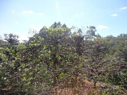 Imagem 19 de 30 de Fazenda De Café Em Monte Sião-mg - 7676