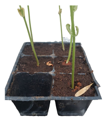 Peat Moss Turba Sustrato Germinación Hidroponia 3 Litros