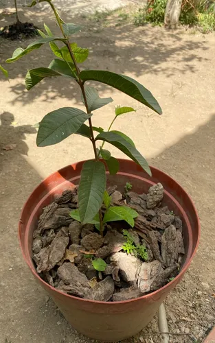 Planta O Mata De Guayaba