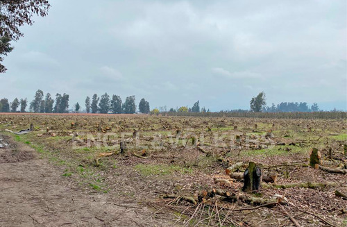 Campo En Chimbarongo