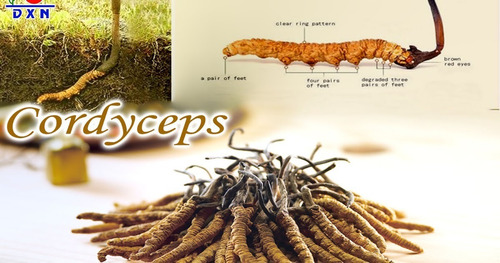 Imagen 3 de 5 de Cordyceps Dxn