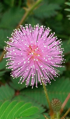 Muda Bracatinga De Campo Mourão Mimosa Floculosa Lilás