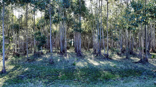 Imagen 16 de 16 de Campo 200 Hectareas Forestal Ganadero A 80kms De Montevideo