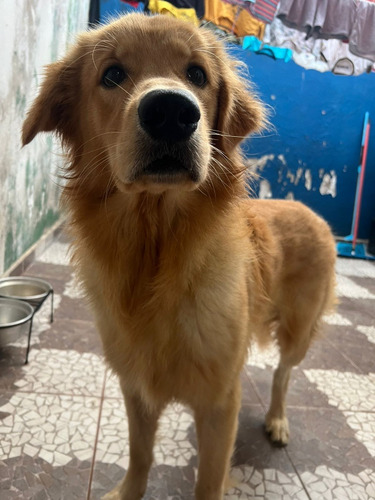 Golden Retriever 10 Meses