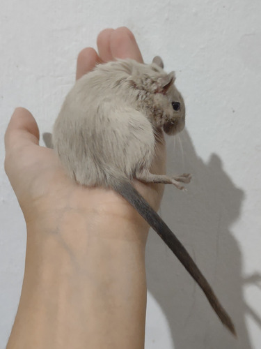 Esquilo Gerbil Siamês Fêmea- Entrega Sp