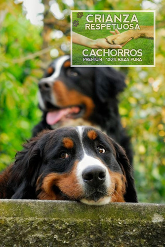 Cachorros Boyero De Berna, Machos Y Hembras Robustos, Puros