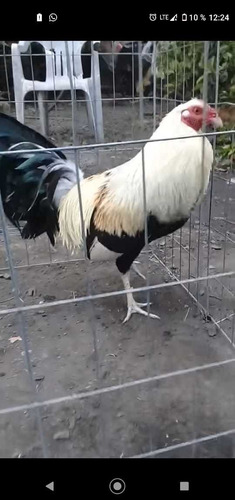 Gallos De Combate De Trios Americanos Sweder Y Kelso