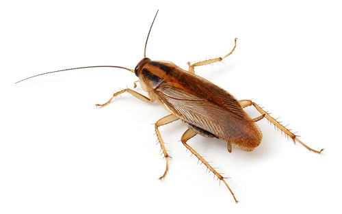 Ahuyenta Murcielagos Ratas Ultrasonid Roedores Ardilla Ur02s