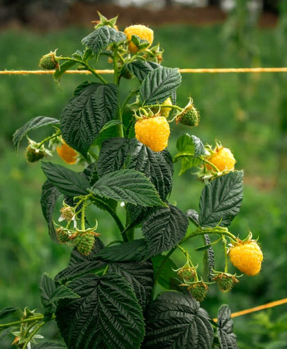 Plantas De Frambuesa Variedad Golden 