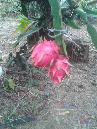 Imagem 12 de 15 de Ref.: 5531 - Chacaras Em Mairinque Para Venda - V5531