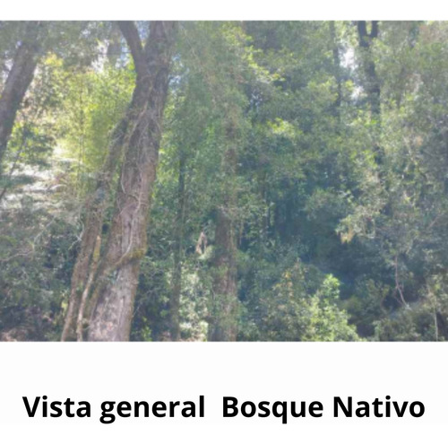 Agrícola Forestal En Venta En Cunco Ideal Proyecto Turistico