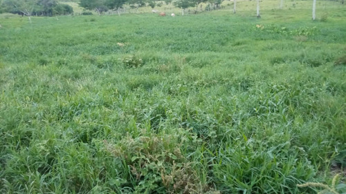 Vendo Finca De 1300 Tareas En Aras Nacionales En Villa Mella