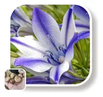 Comprar Bulbos De Brodiaea (x10 Uni) Imp. Holanda!! 