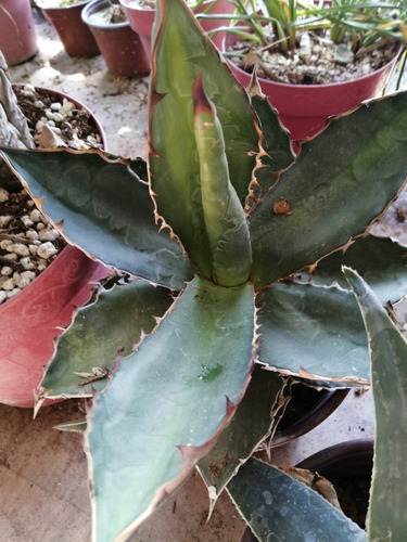 Agave Titanota 31cm De Altura