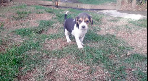 Imagen 2 de 4 de Cachorros Bealge Mascotas Rionegro Medellin Bogotá Cali