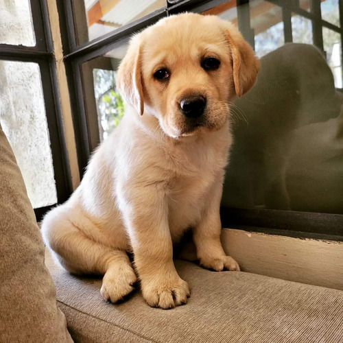 Cachorros Labrador 