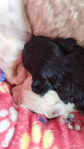 Caniche Toy Puros