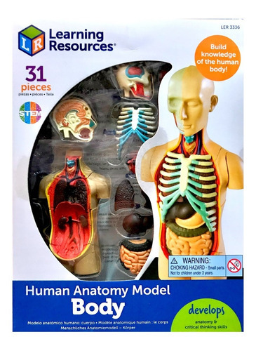 Modelo Anatomico De Cuerpo Humano 31 Piezas