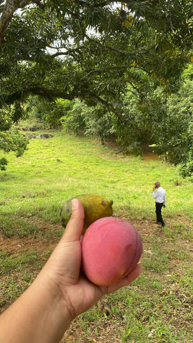 Terreno Com Pomar E Nascente